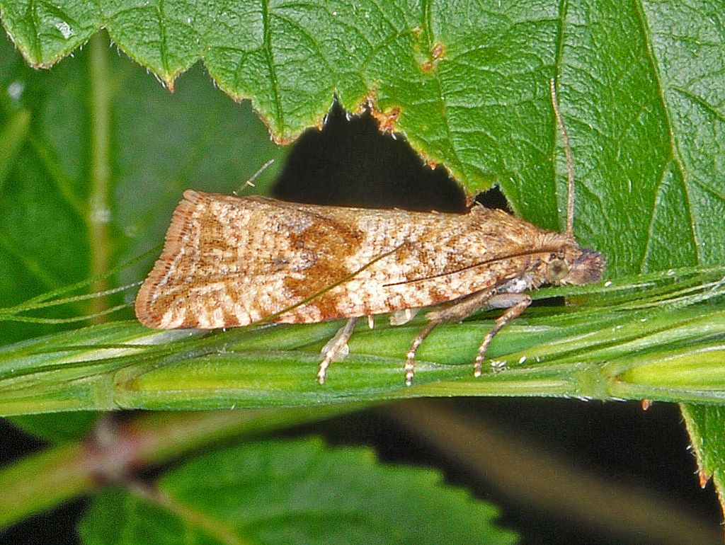 Tortricidae - forse Celypha striana?